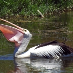 Pelecanus conspicillatus (Australian Pelican) at Fyshwick, ACT - 30 Dec 2017 by RodDeb