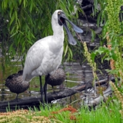 Platalea regia (Royal Spoonbill) at Jerrabomberra Wetlands - 25 Dec 2017 by RodDeb