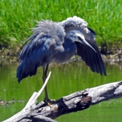 Egretta novaehollandiae (White-faced Heron) at Fyshwick, ACT - 30 Dec 2017 by RodDeb