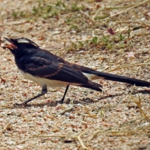 Rhipidura leucophrys at Fyshwick, ACT - 26 Dec 2017