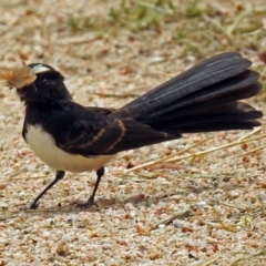 Rhipidura leucophrys at Fyshwick, ACT - 26 Dec 2017 11:20 AM