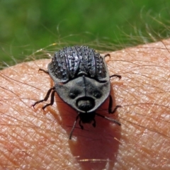 Helea ovata (Pie-dish beetle) at Macarthur, ACT - 31 Dec 2017 by RodDeb