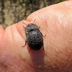 Helea ovata at Macarthur, ACT - 31 Dec 2017 03:49 PM