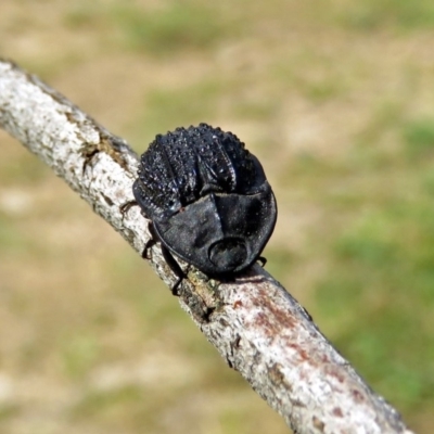 Helea ovata (Pie-dish beetle) at Macarthur, ACT - 31 Dec 2017 by RodDeb