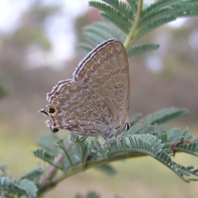 Jalmenus icilius (Amethyst Hairstreak) at Point Hut to Tharwa - 28 Dec 2017 by MatthewFrawley