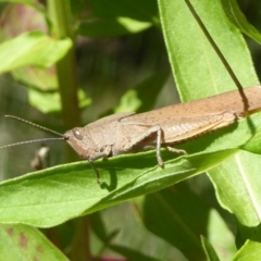 Goniaea sp. (genus) (A gumleaf grasshopper) at Paddys River, ACT - 27 Dec 2017 by Christine