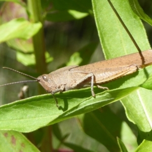 Goniaea sp. (genus) at Paddys River, ACT - 27 Dec 2017