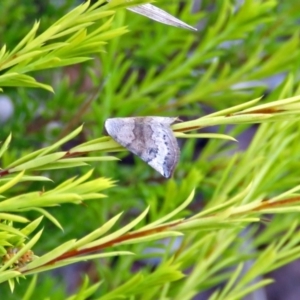 Mataeomera mesotaenia at Macarthur, ACT - 31 Dec 2017 04:29 PM