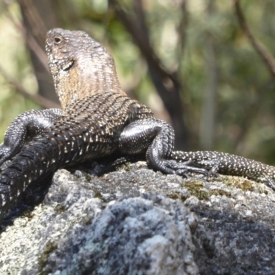 Egernia cunninghami (Cunningham's Skink) at Tidbinbilla Nature Reserve - 26 Dec 2017 by Christine