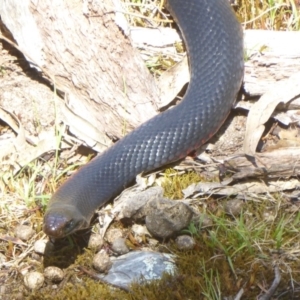 Pseudechis porphyriacus at Paddys River, ACT - 27 Dec 2017