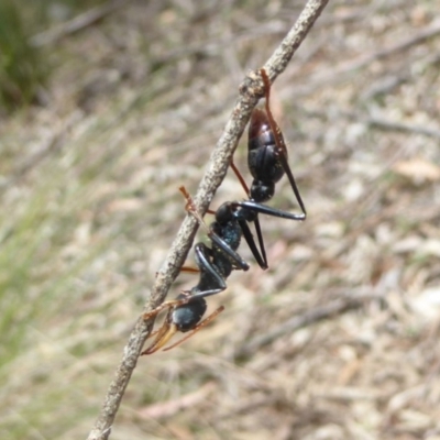 Myrmecia tarsata (Bull ant or Bulldog ant) at Paddys River, ACT - 26 Dec 2017 by Christine