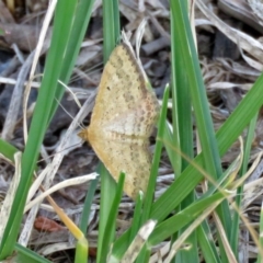 Scopula rubraria (Reddish Wave, Plantain Moth) at Macarthur, ACT - 31 Dec 2017 by RodDeb