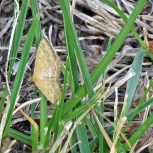 Scopula rubraria at Macarthur, ACT - 31 Dec 2017 04:35 PM