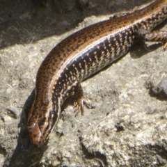 Eulamprus heatwolei (Yellow-bellied Water Skink) at Paddys River, ACT - 26 Dec 2017 by Christine