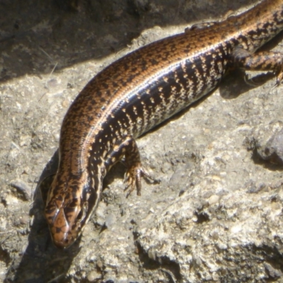 Eulamprus heatwolei (Yellow-bellied Water Skink) at Tidbinbilla Nature Reserve - 26 Dec 2017 by Christine