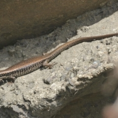 Eulamprus heatwolei at Paddys River, ACT - 27 Dec 2017