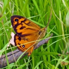 Heteronympha merope (Common Brown Butterfly) at Paddys River, ACT - 28 Dec 2017 by RodDeb