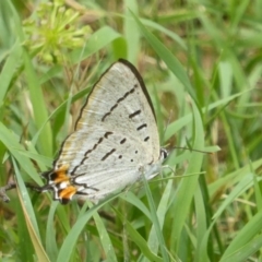 Jalmenus evagoras (Imperial Hairstreak) at Paddys River, ACT - 26 Dec 2017 by Christine