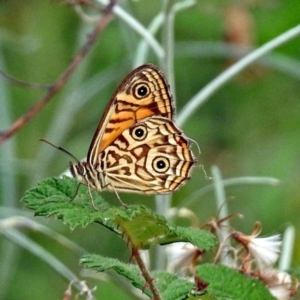 Geitoneura acantha at Paddys River, ACT - 28 Dec 2017