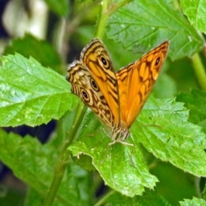 Geitoneura acantha at Paddys River, ACT - 28 Dec 2017