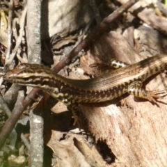 Eulamprus heatwolei (Yellow-bellied Water Skink) at Tidbinbilla Nature Reserve - 26 Dec 2017 by Christine