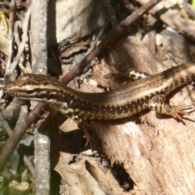 Eulamprus heatwolei (Yellow-bellied Water Skink) at Tidbinbilla Nature Reserve - 26 Dec 2017 by Christine