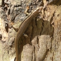 Eulamprus heatwolei at Paddys River, ACT - 27 Dec 2017