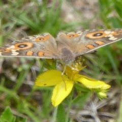 Junonia villida (Meadow Argus) at Paddys River, ACT - 27 Dec 2017 by Christine