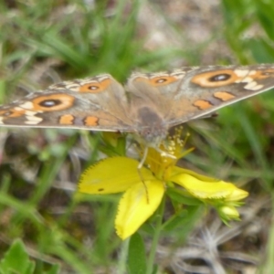 Junonia villida at Paddys River, ACT - 27 Dec 2017 12:00 AM