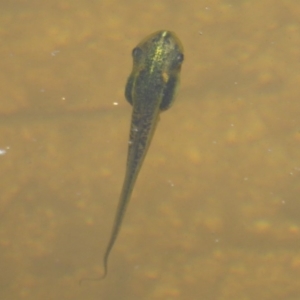 Limnodynastes tasmaniensis at Paddys River, ACT - 27 Dec 2017 12:00 AM