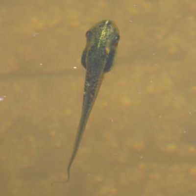 Limnodynastes tasmaniensis (Spotted Grass Frog) at Tidbinbilla Nature Reserve - 26 Dec 2017 by Christine