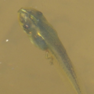 Limnodynastes tasmaniensis at Paddys River, ACT - 27 Dec 2017 12:00 AM