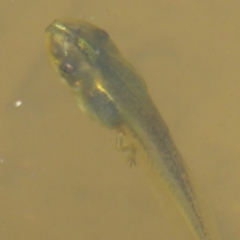 Limnodynastes tasmaniensis at Paddys River, ACT - 27 Dec 2017