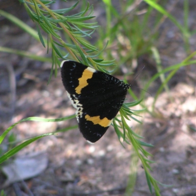 Eutrichopidia latinus (Yellow-banded Day-moth) at Mount Taylor - 26 Dec 2017 by MatthewFrawley