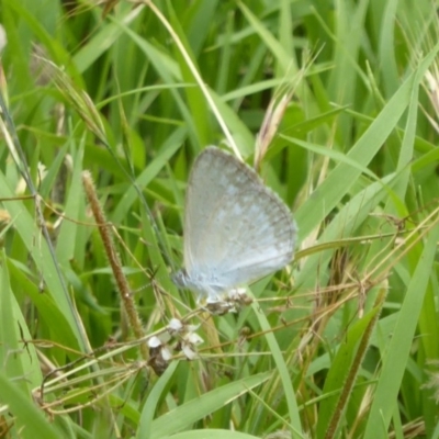 Zizina otis (Common Grass-Blue) at Paddys River, ACT - 26 Dec 2017 by Christine
