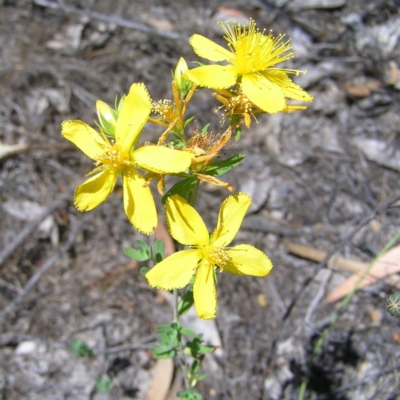 Hypericum perforatum (St John's Wort) at Kambah, ACT - 26 Dec 2017 by MatthewFrawley