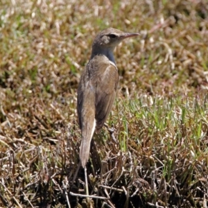 Acrocephalus australis at Fyshwick, ACT - 1 Jan 2018