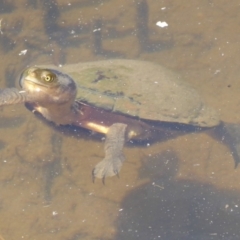 Chelodina longicollis (Eastern Long-necked Turtle) at Paddys River, ACT - 26 Dec 2017 by Christine