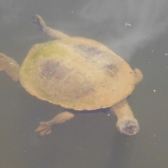 Chelodina longicollis at Paddys River, ACT - 27 Dec 2017 12:00 AM