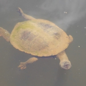 Chelodina longicollis at Paddys River, ACT - 27 Dec 2017 12:00 AM