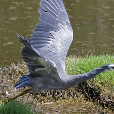 Egretta novaehollandiae (White-faced Heron) at Fyshwick, ACT - 1 Jan 2018 by RodDeb