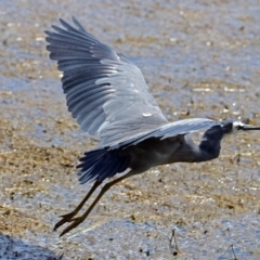 Egretta novaehollandiae at Fyshwick, ACT - 1 Jan 2018