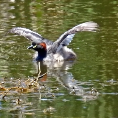 Tachybaptus novaehollandiae (Australasian Grebe) at Fyshwick, ACT - 1 Jan 2018 by RodDeb