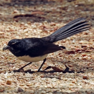 Rhipidura leucophrys (Willie Wagtail) at Fyshwick, ACT - 1 Jan 2018 by RodDeb