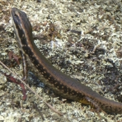 Eulamprus heatwolei (Yellow-bellied Water Skink) at Tidbinbilla Nature Reserve - 26 Dec 2017 by Christine