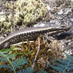 Eulamprus heatwolei at Paddys River, ACT - 27 Dec 2017