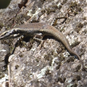 Eulamprus heatwolei at Paddys River, ACT - 27 Dec 2017