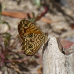 Geitoneura acantha at Paddys River, ACT - 27 Dec 2017 12:00 AM