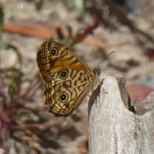 Geitoneura acantha at Paddys River, ACT - 27 Dec 2017