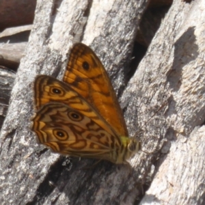 Geitoneura acantha at Paddys River, ACT - 27 Dec 2017 12:00 AM